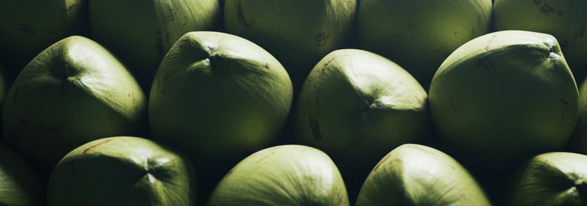 Plant-Based Leather Guide: Why KULA Chose Coconut